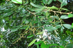 Walsura trifoliolata var. trifoliolata